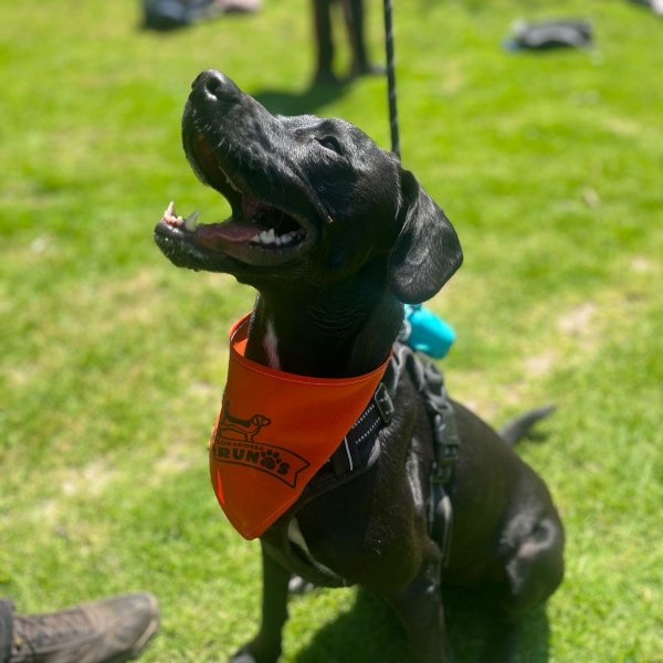 Perro negro con paliacate naranja de Exploradores Perrunos en el bosque