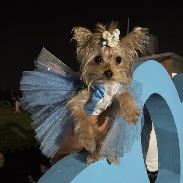 Perrito Yorkie con disfraz de princesa