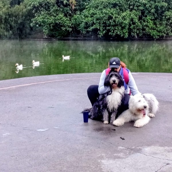 Mujer con sus dos perros Viejo Pastor Ingles en el lago de Chapultepec y a lo lejos unos patos