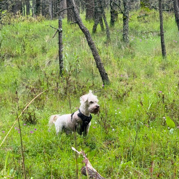Perro blanco chico con arnés negro en el bosque