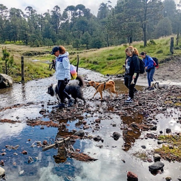 Equipo de senderismo con perros en el bosque junto a un arrollo